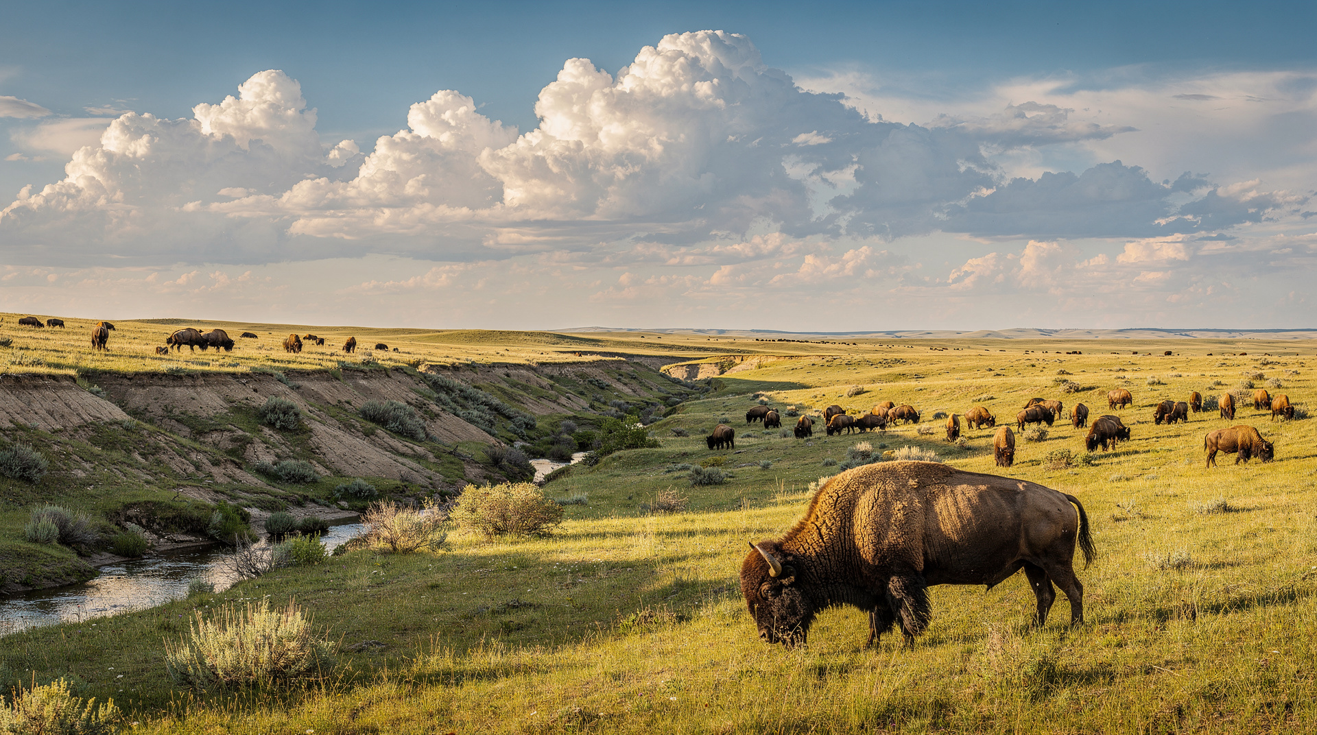 Grasslands National Park — the true prairie.