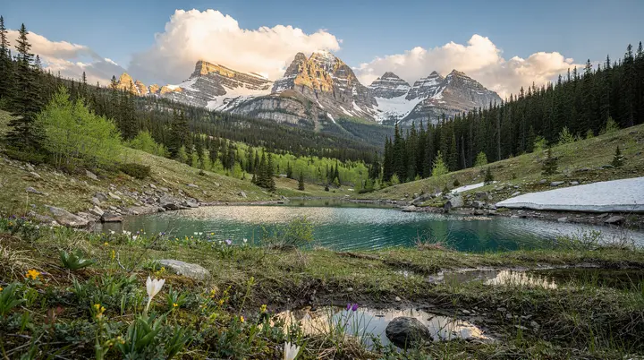 Canada au printemps : cerisiers en fleurs, baleines et à quoi s'attendre