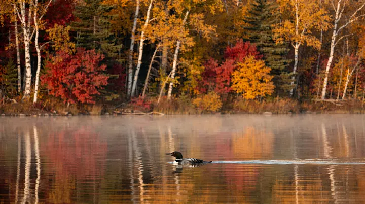 Guia da fauna canadense: ursos, alces, caribus, águias e onde vê-los