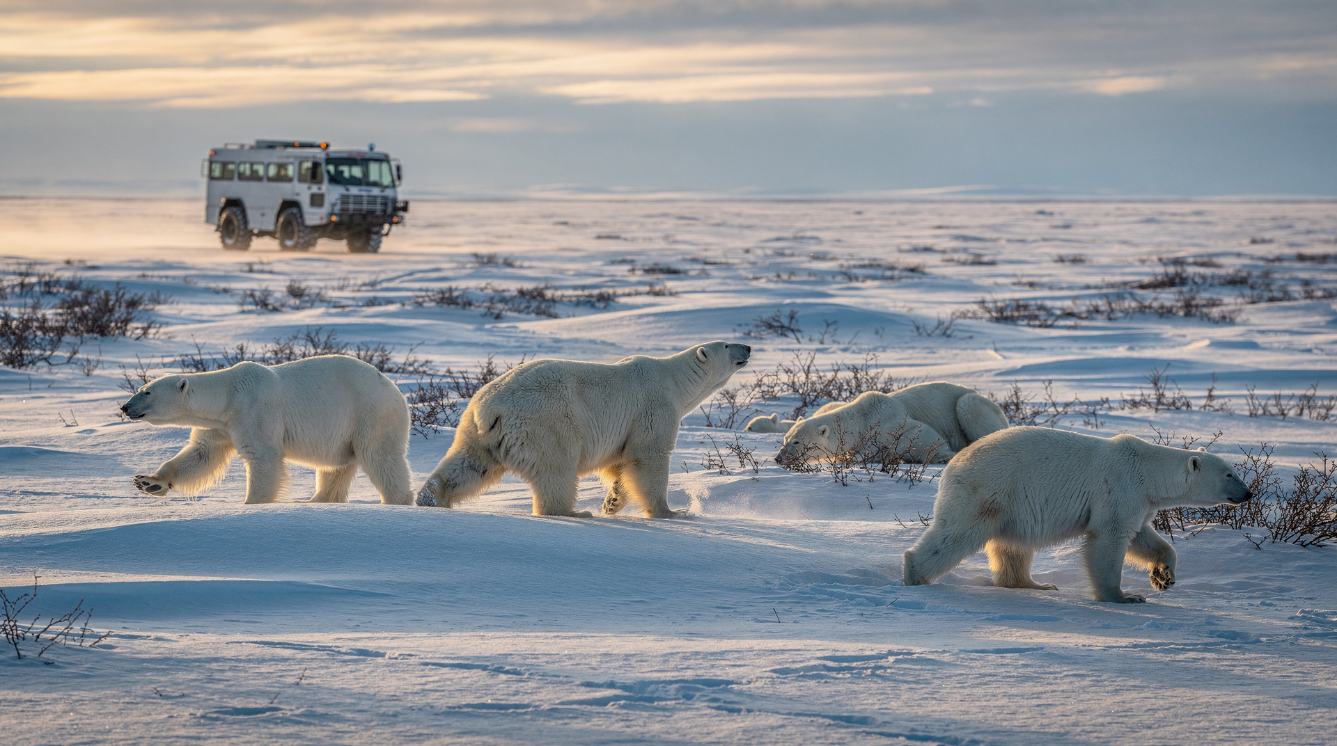 Churchill Trip Cost: What to Budget for Polar Bears, Aurora & Belugas