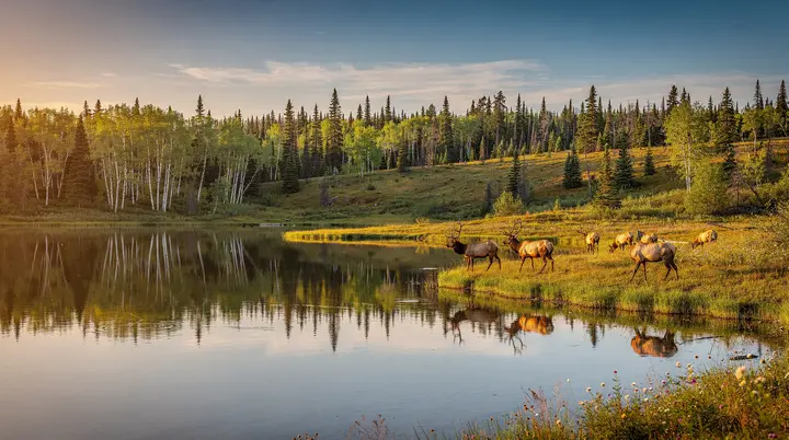 Elk Island National Park: guida alla gita giornaliera da Edmonton