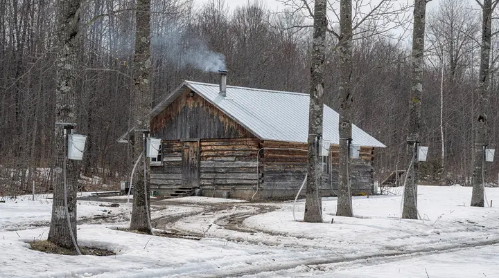 Tours de sirope de arce: cabañas del azúcar de Quebec y más