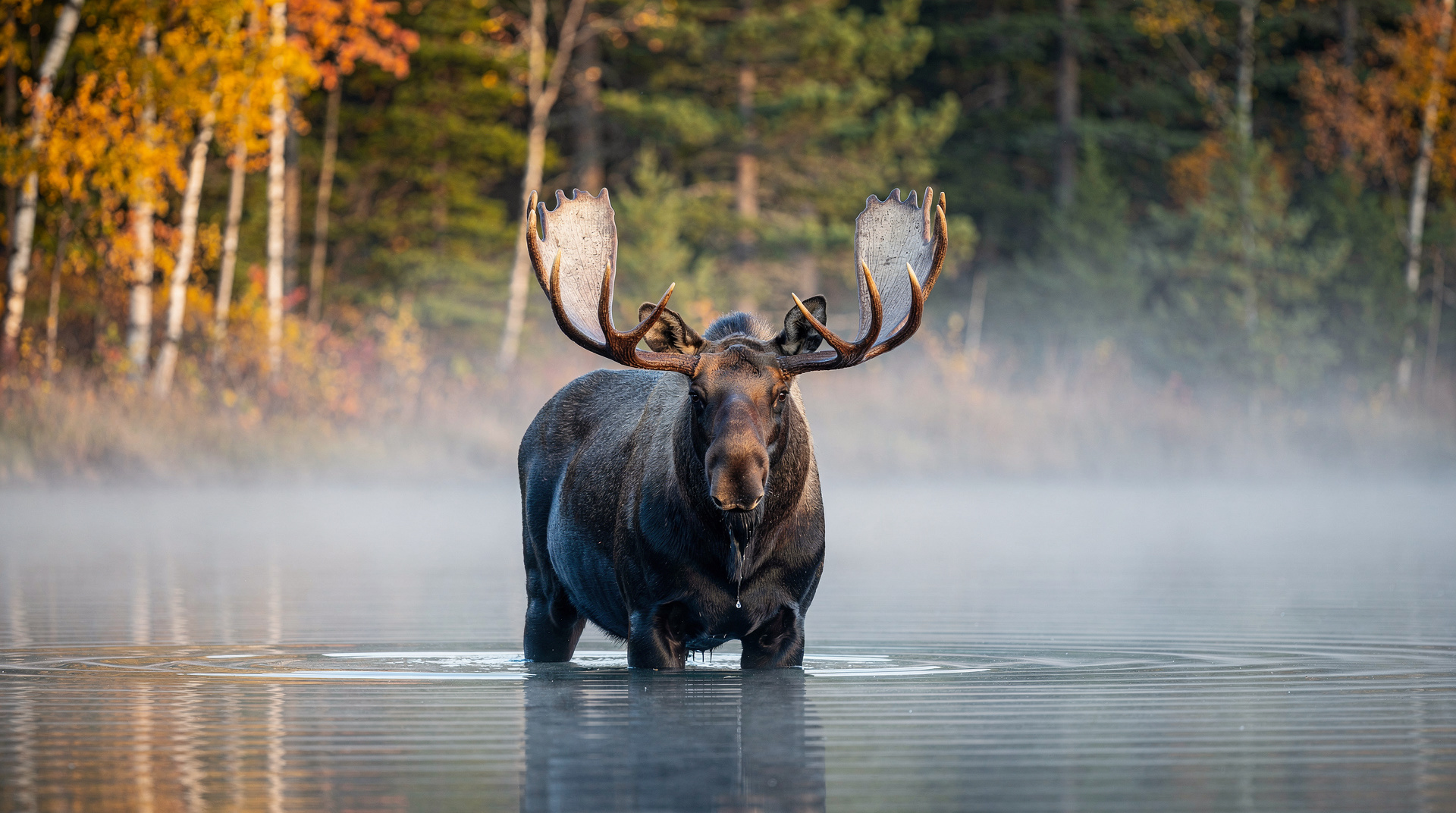 Where to see moose and caribou in Canada: national parks and wilderness routes