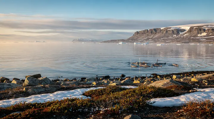 Observação de narvalos em Nunavut: tours na borda do gelo e Arctic Bay