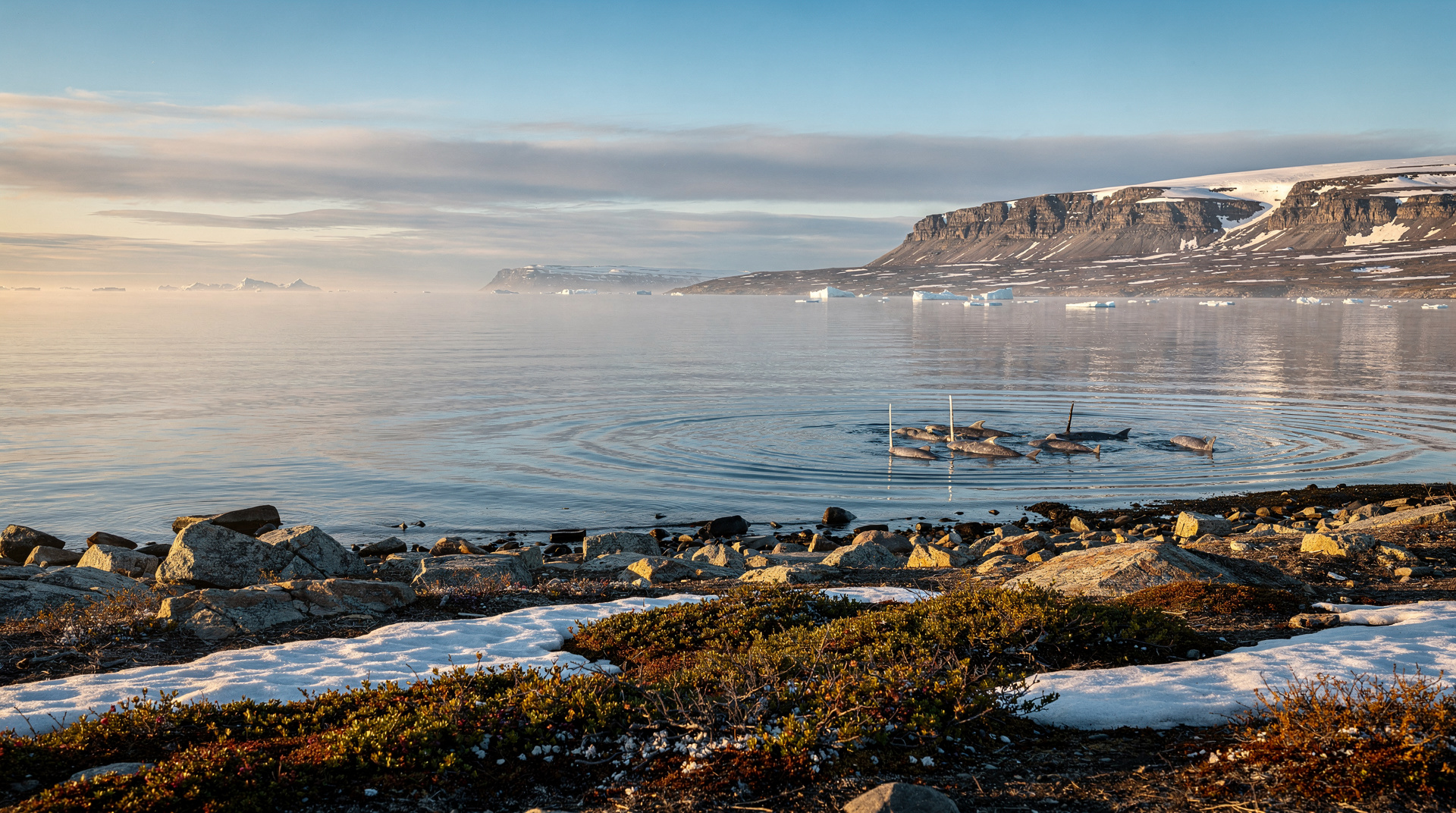 Narwhal Viewing in Nunavut: Floe Edge & Arctic Bay Tours
