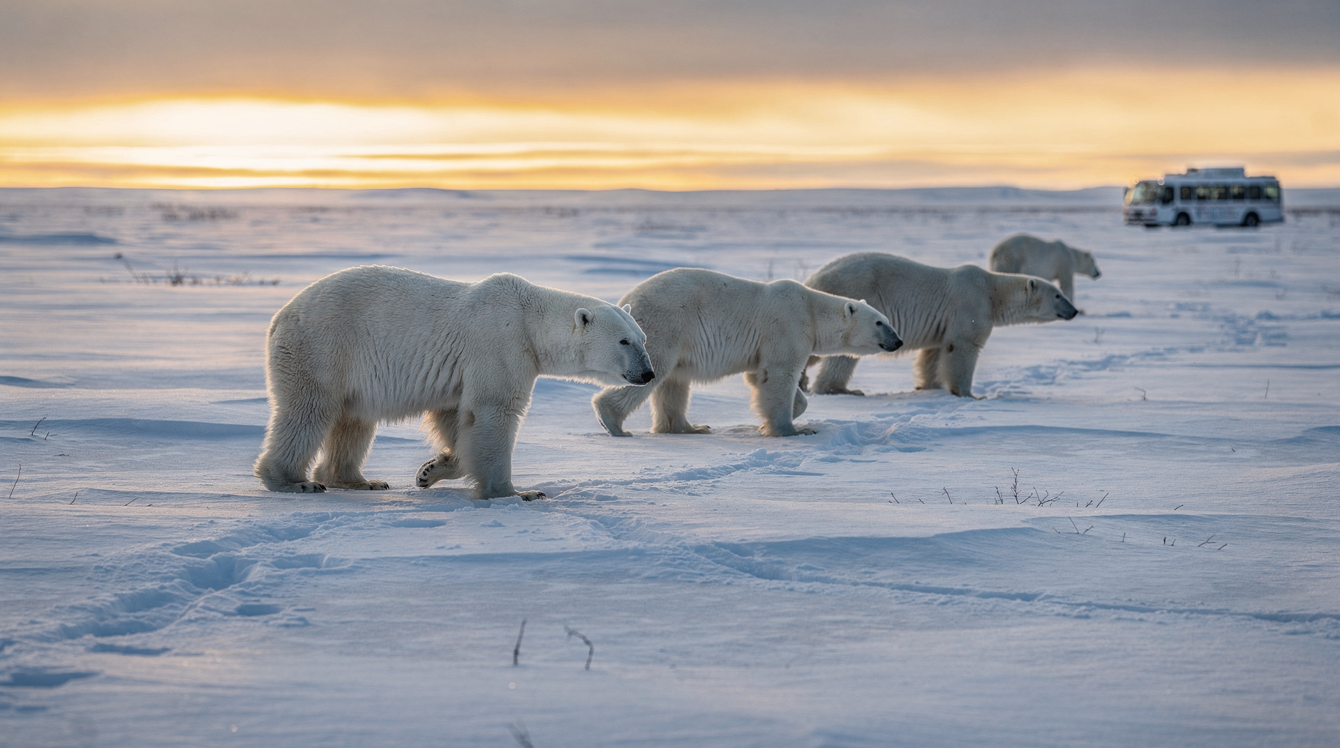 Polar bears in Churchill: the complete visitor guide