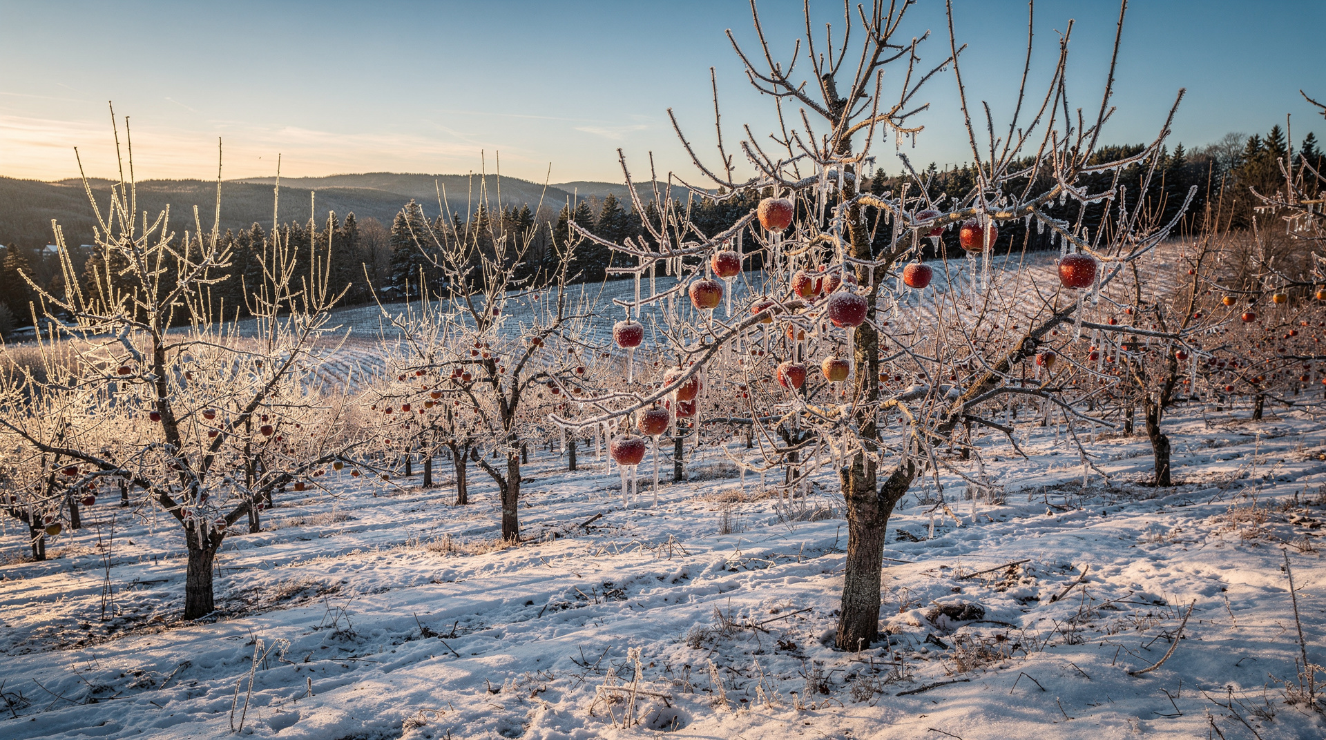 Quebec ice cider: the invention, the producers, the tastings