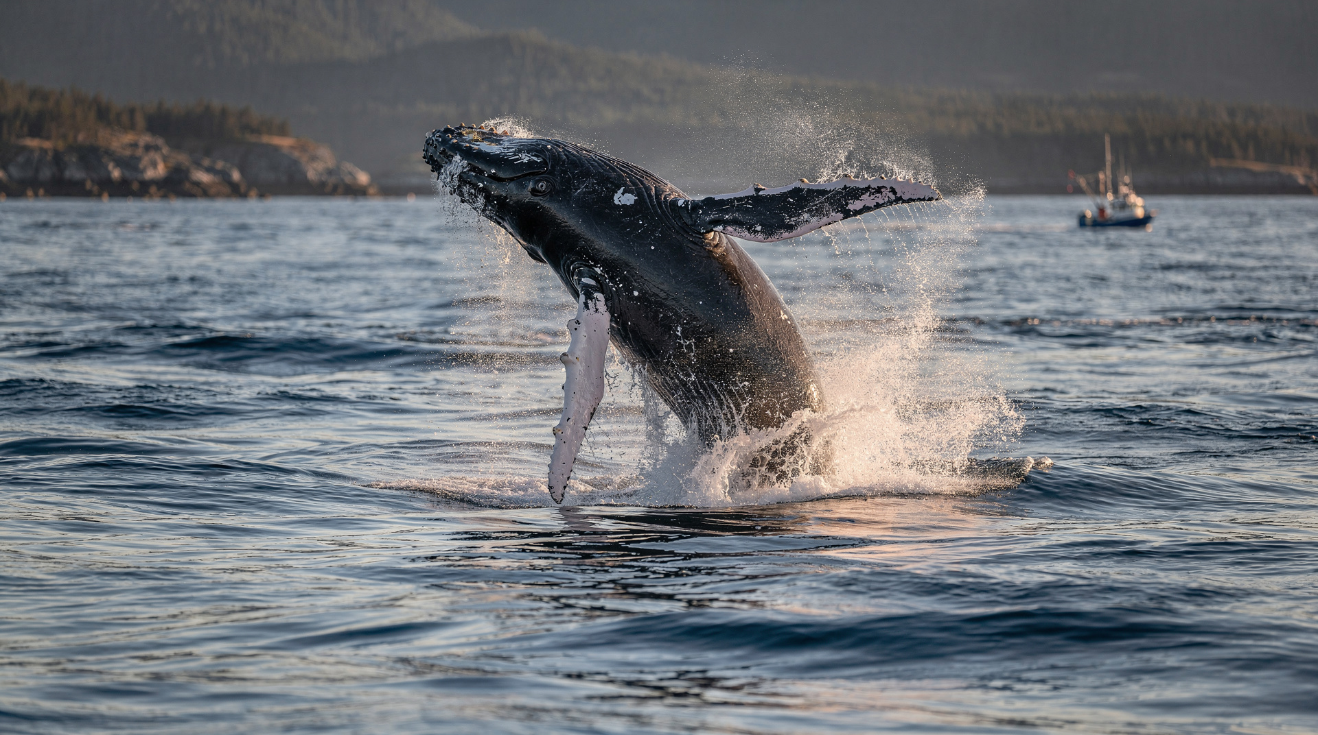 Quebec Whale Watching Complete Guide: Every Port, Every Species, Every Season