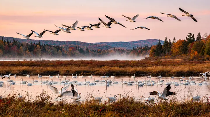 Migração dos gansos da neve em Quebec: 500.000 aves em outubro e abril