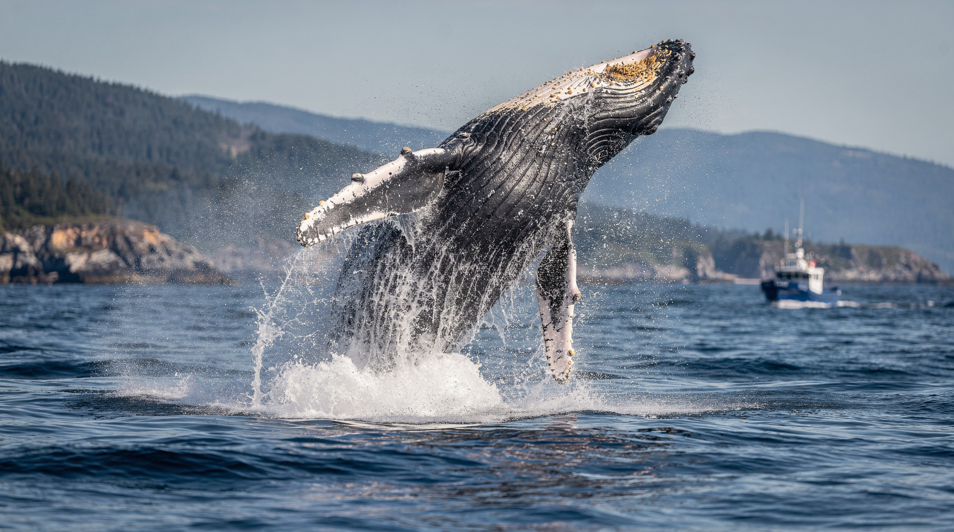Whale watching Atlantic Canada: complete guide