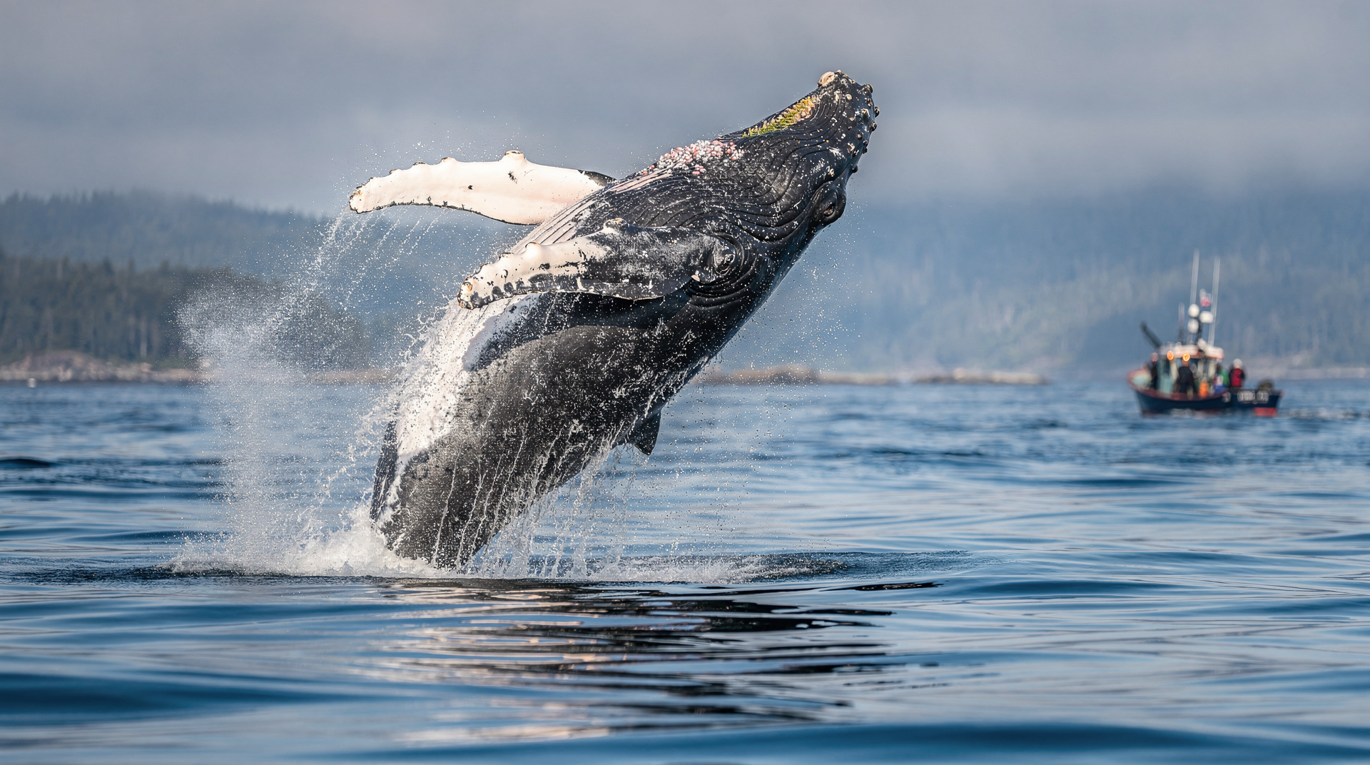 Whale watching Bay of Fundy: tours, species & best time