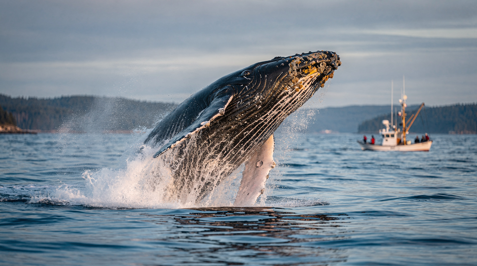 Whale watching in Canada: best places and seasons