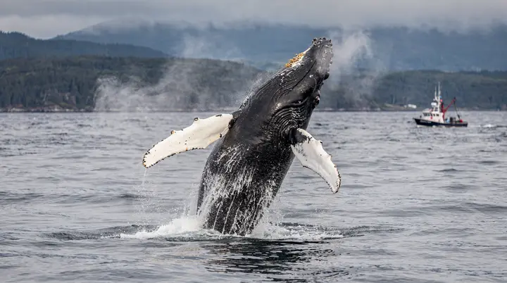 Observação de baleias em Victoria BC: passeios, temporadas e espécies